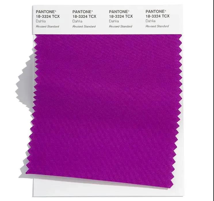 大理菊紫是醒目的紫色流露动感.