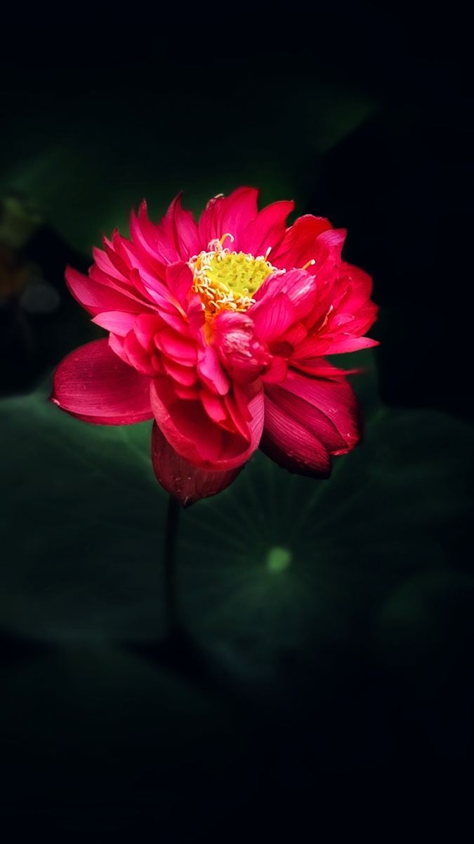 红色荷花摄于温州鹿城