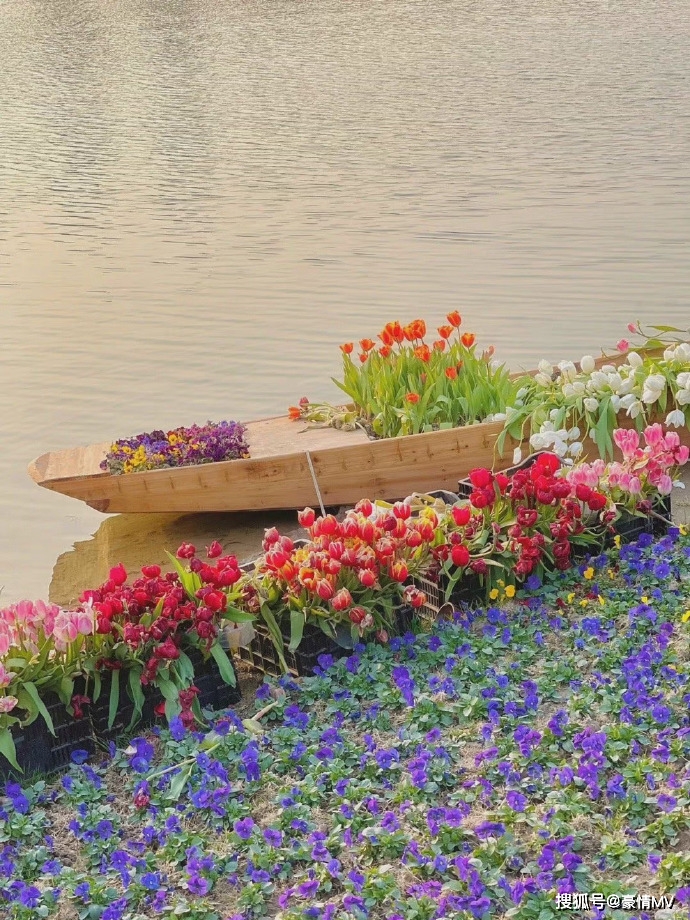 河边的鲜花图片素材2022