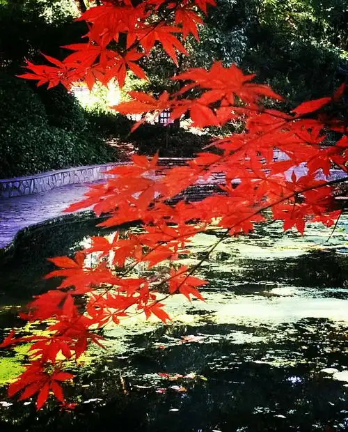 红叶如诗飘飞着生命的美丽