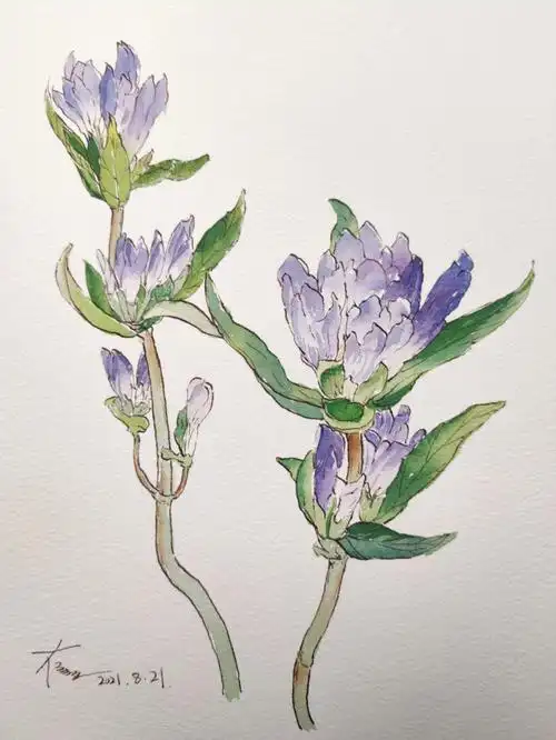 钢笔淡彩植物龙胆后有线稿