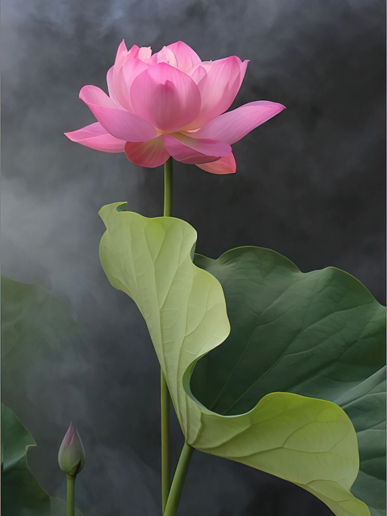 分享一组唯美荷花,给大家做壁纸. 摄影