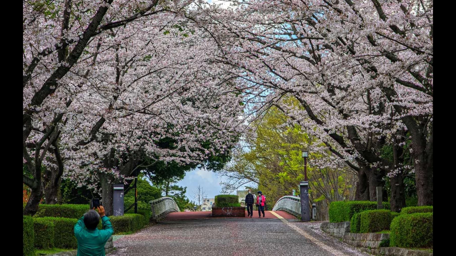 【4k街景】樱花季日本筑波市中央甬道街景-sb代号c-sb代号c-哔哩哔哩
