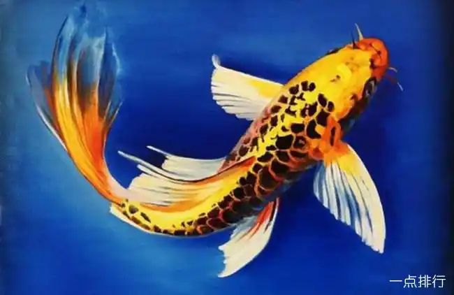 龙凤锦鲤