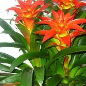 头像鸿运当头微信图片 微信头像图片大全 -【爱个性】