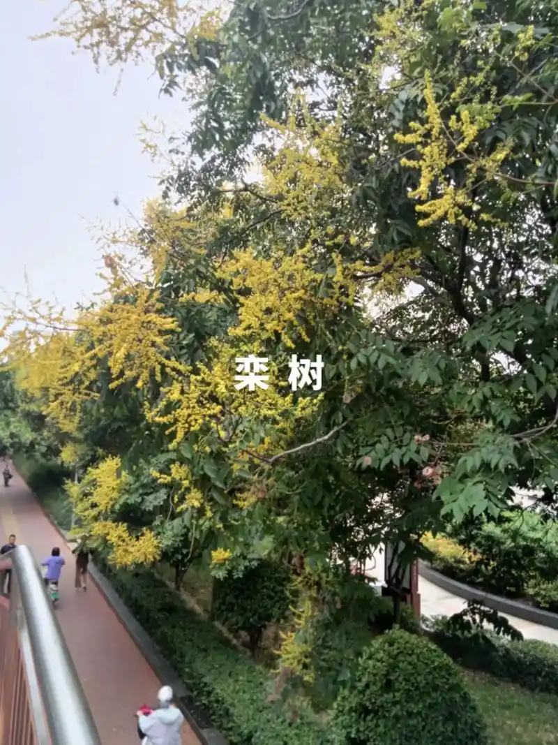 栾树,又名木栾,栾华,灯笼树.清早,送孙女上学,阴沉的天,伴 - 抖音