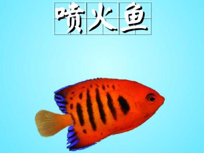 喷火鱼