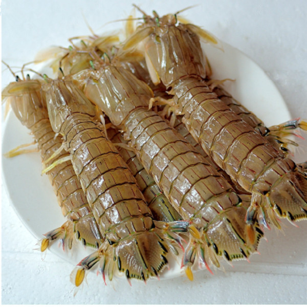 厂家直销海产品 皮皮虾 爬虾 虾虎 琵琶虾 虾爬子