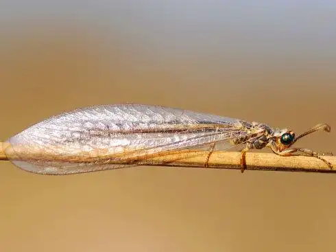 盘点十五大著名食蚁动物:蚁狮