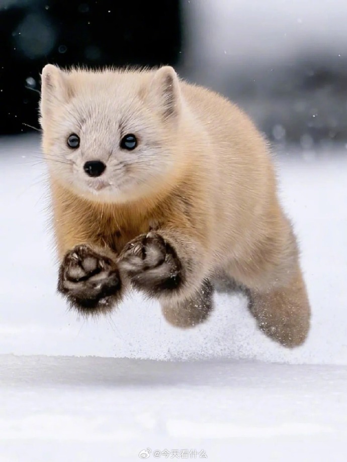 小型食肉动物##动物科普