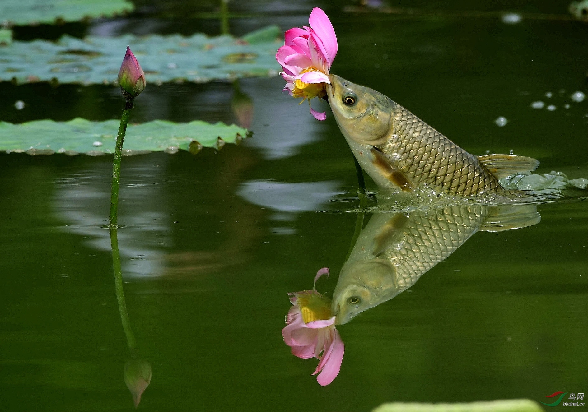 鱼吃荷花