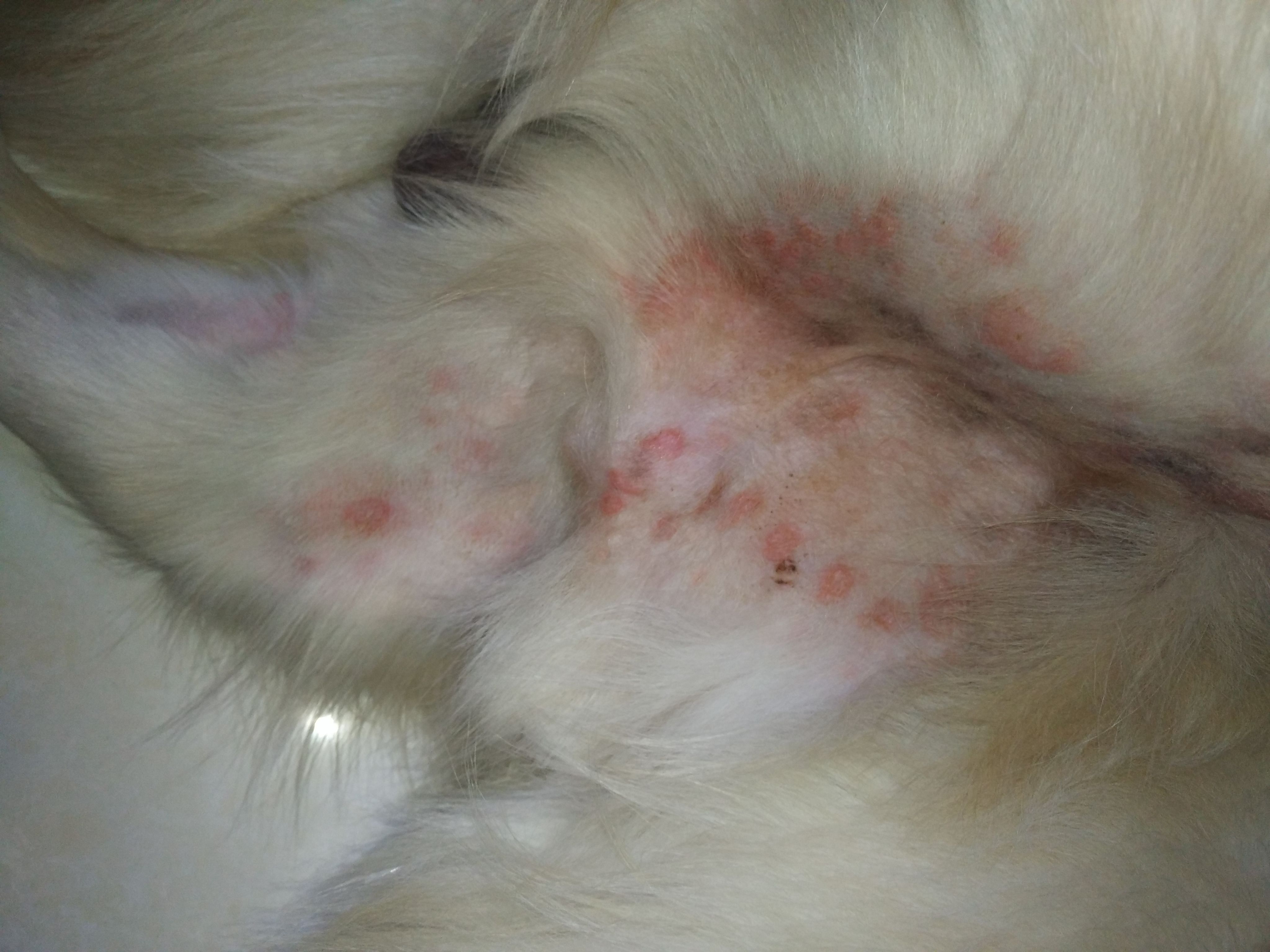 狗狗四肢内侧成这样了,严重的已经化脓了,是狗癣还是耍什么?严重么