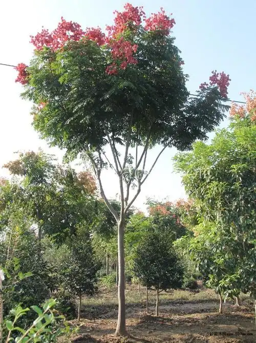 批发米经8公分10公分12公分15公分栾树价格