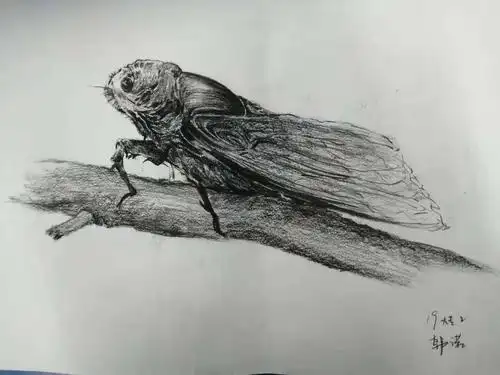 19金职期中考试展—蝉