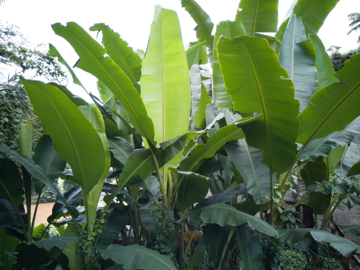 芭蕉叶看看也舒服