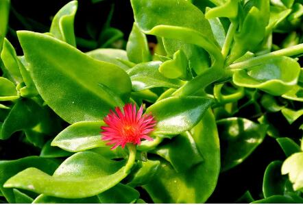 穿心莲图片穿心莲的作用与功效