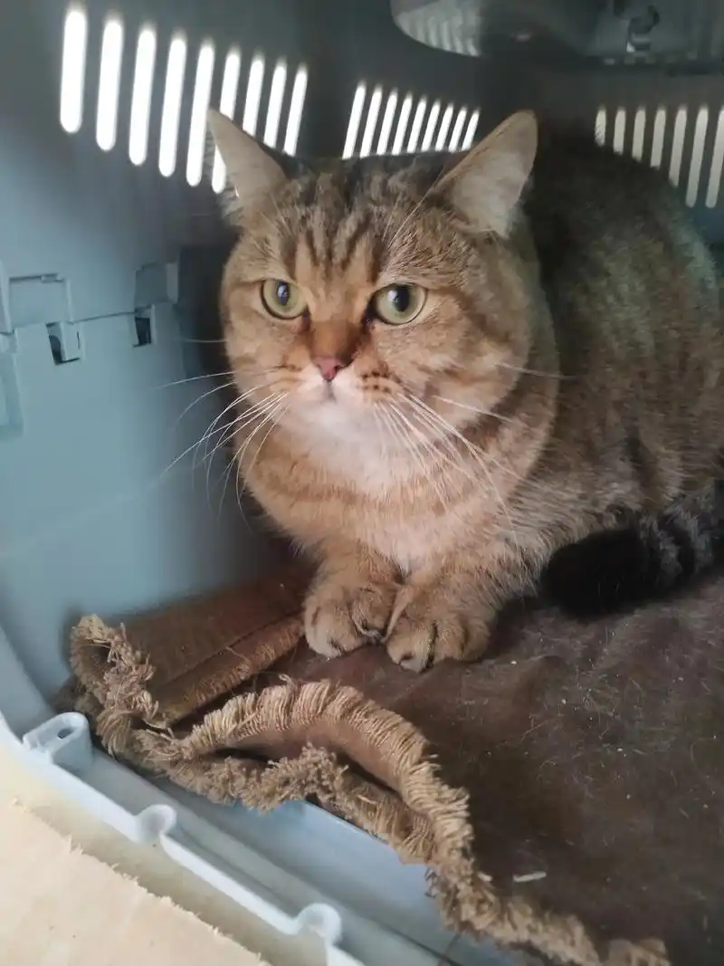 金渐层25色,公,一年半,未绝育,差不多11斤,疫苗,狂犬, - 抖音