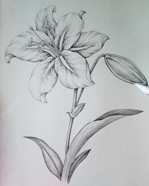 简单素描花朵的简笔画