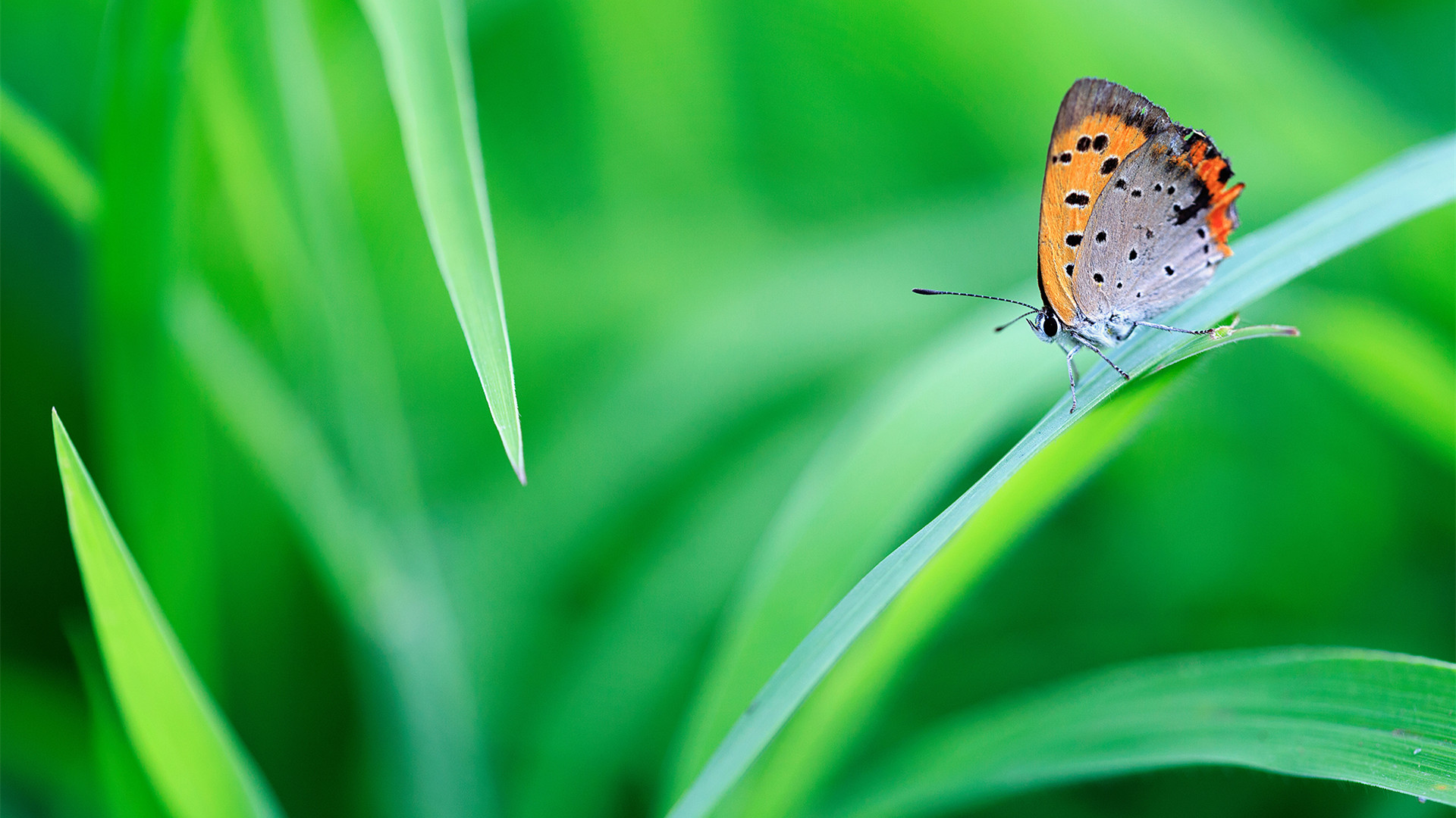 小清晰自然风光唯美蝴蝶绿色护眼高清桌面壁纸