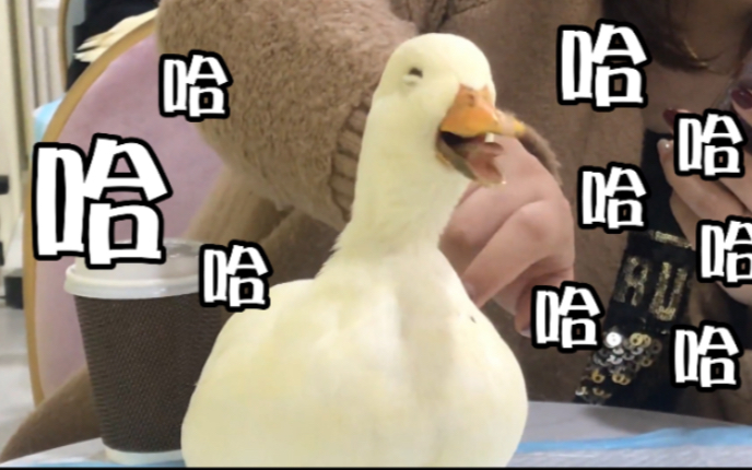 魔性笑声和罗志祥一模一样_哔哩哔哩_bilibili