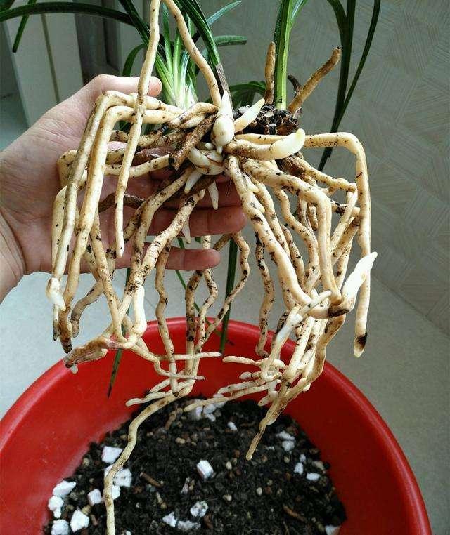养兰花先养根,4个小技巧,养出大白根,能用一辈子