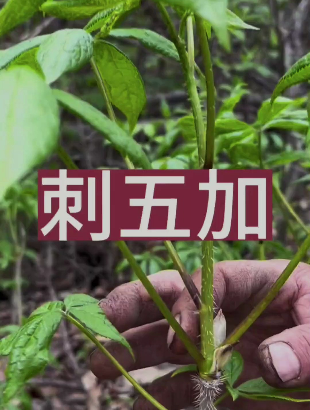 「农村户外」刺五加 江浙广东老一辈爱喝一种酒五加皮 你喝过吗?