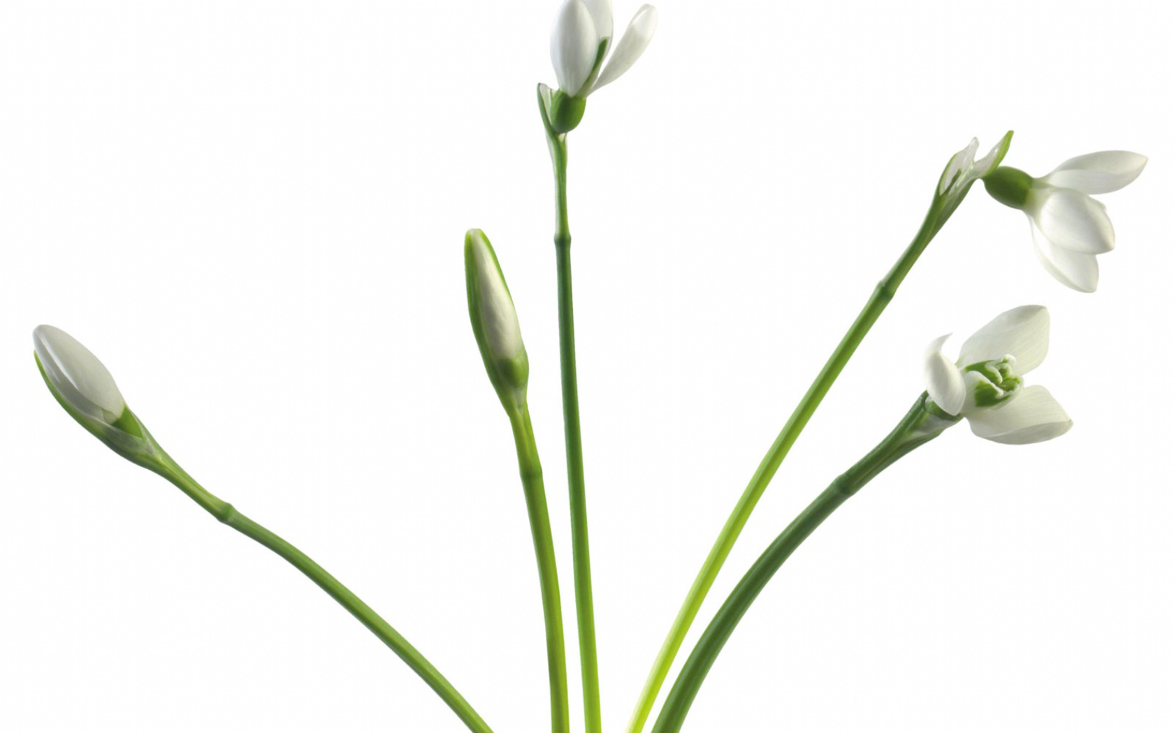 纯洁的白色花朵桌面壁纸 - 第19张