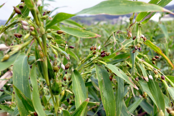 草珠子为啥叫吸血珠