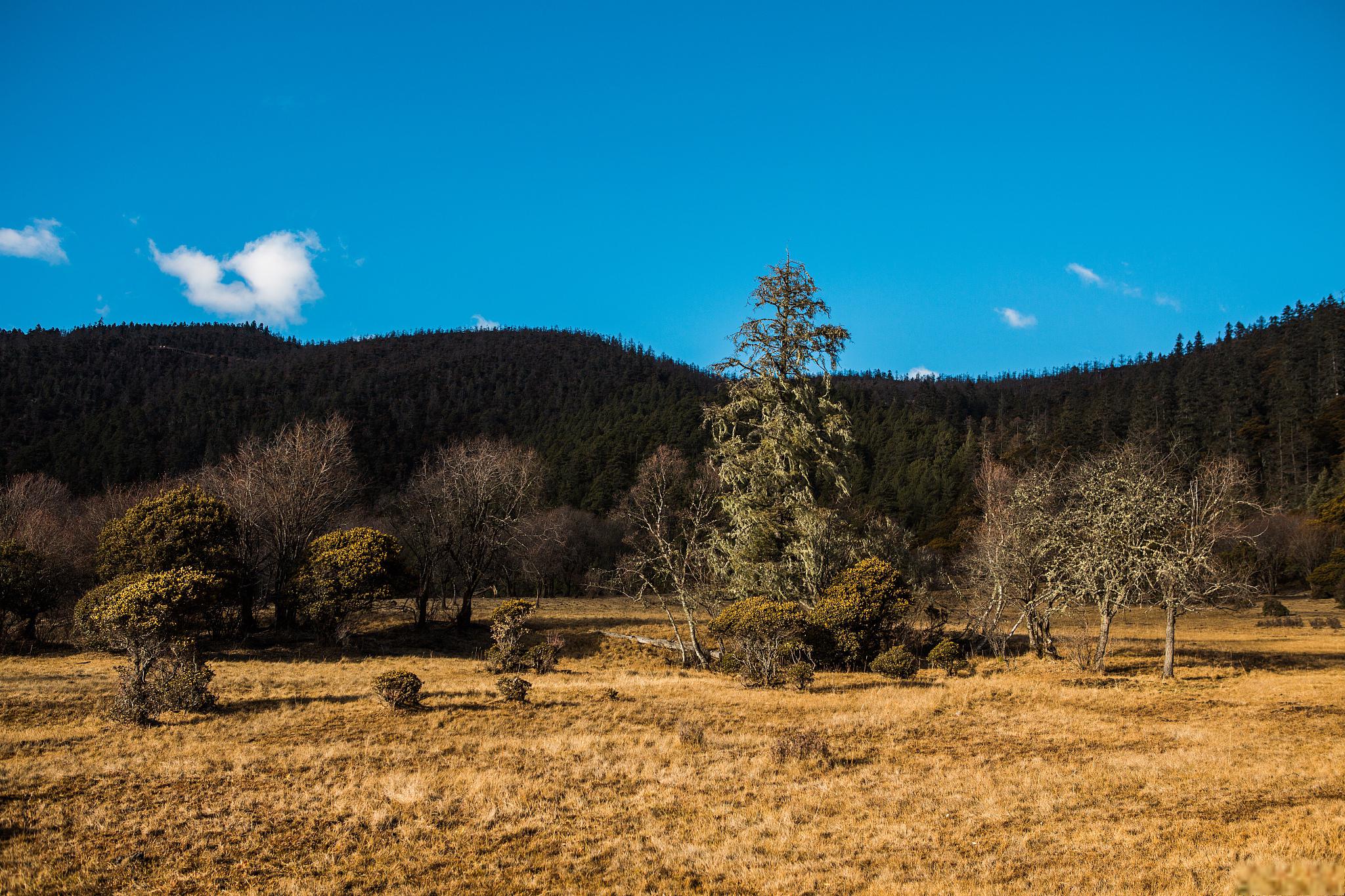 秋日环游指南:云杉坪游玩指南 云杉坪,位于中国云南省丽江市的玉龙