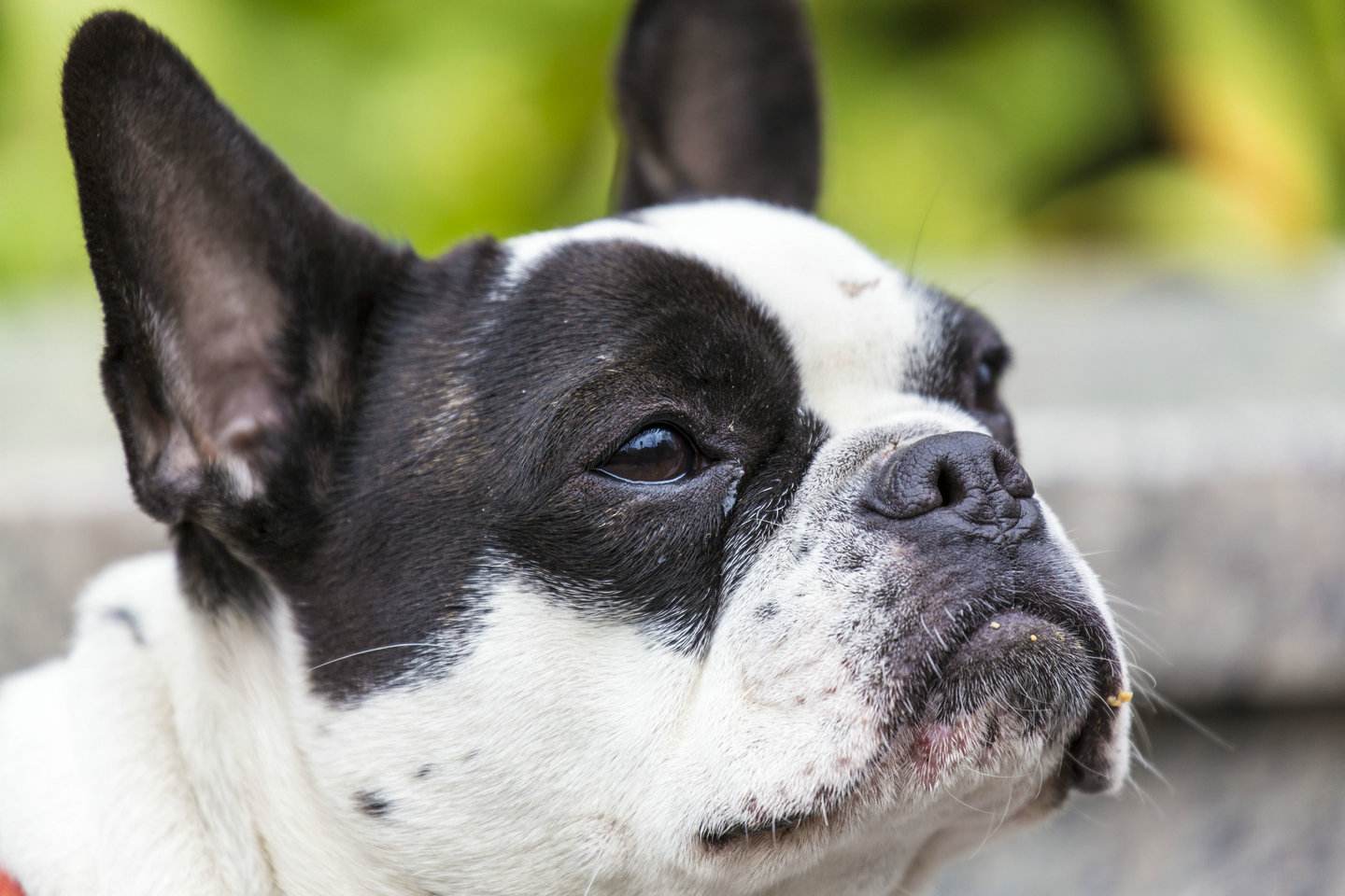 波士顿梗图片 狗图片 动物图片