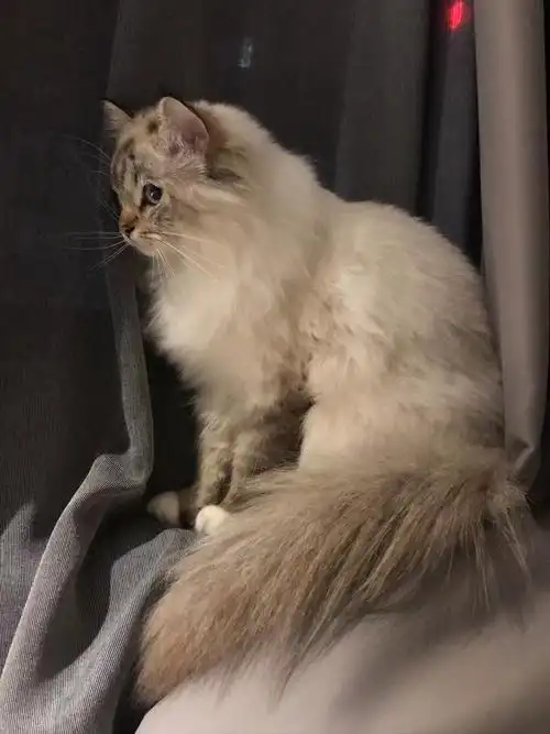 深圳可爱的小布偶找新家了,喵喵喵