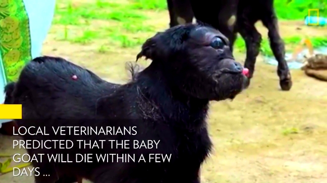 印度独眼儿羊,好恐怖