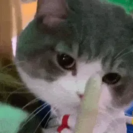 网红猫咪土豆表情包第二十六弹