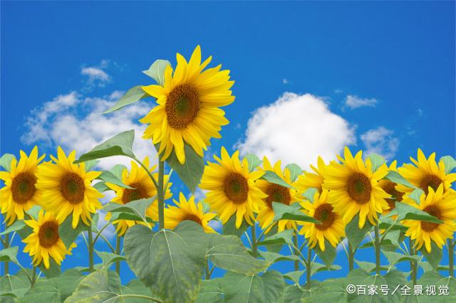 干净的语言,变小的圈子,自律的生活,最让人舒心