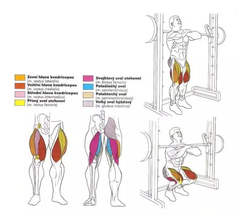 深蹲▼坐姿提踵▼坐姿腿弯举▼坐姿腿屈伸▼很难找到这么全的肌肉训练