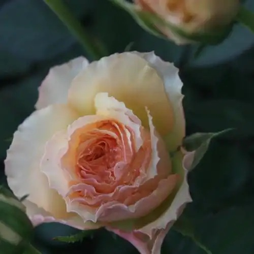 同一个地点花色却百变——荷兰星座阳台射手座阳台_月季资讯_月季资讯