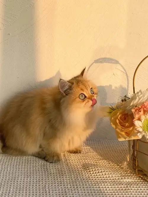 长毛金渐层妹妹金渐层高地