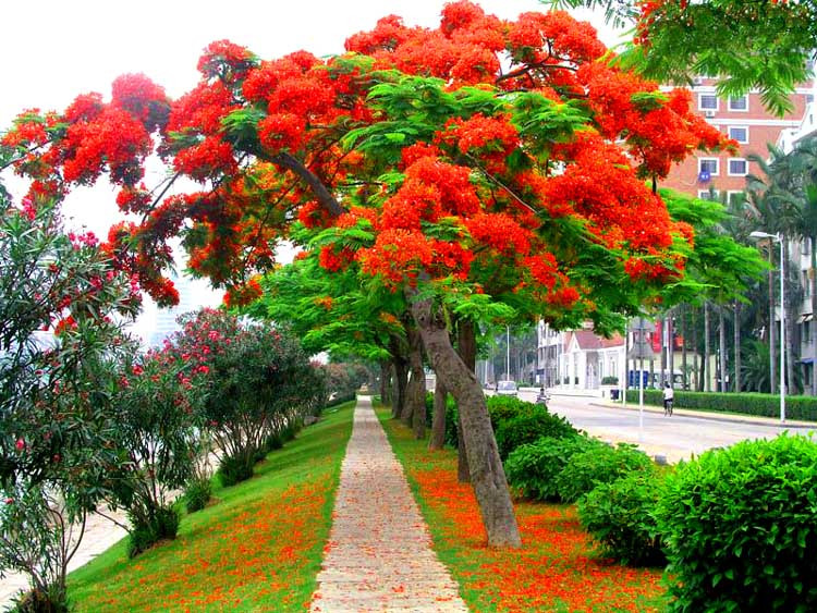 p>凤凰木(delonix regia),取名于"叶如飞凰之羽,花若丹凤之冠",别名