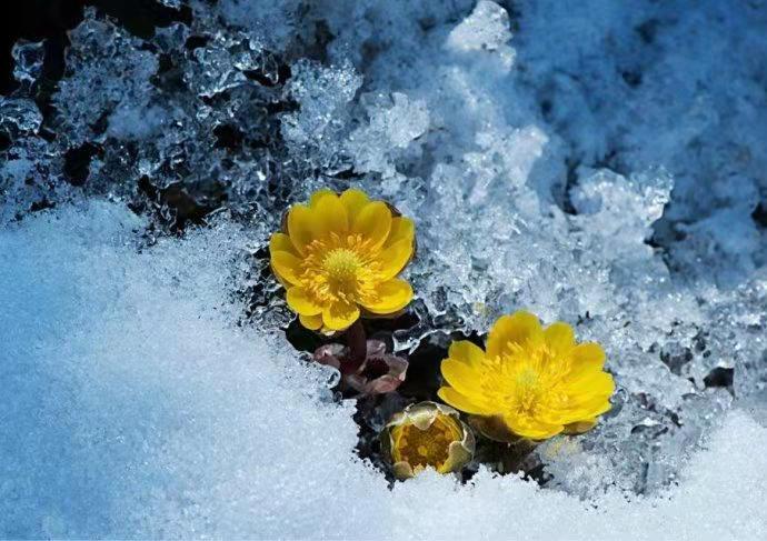 花朵美图|圣洁的天山雪莲花,北国最早报春的冰凌花合集55张