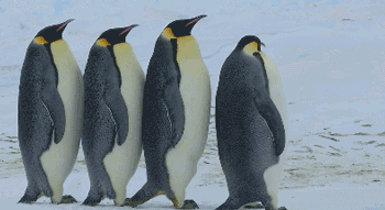 饲养员吗                   海吗   在游玩中了解,近距离接触企鹅