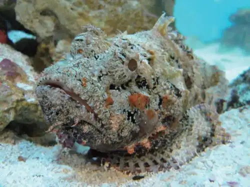 世界上最毒的鱼叫什么石头鱼可以致人死亡