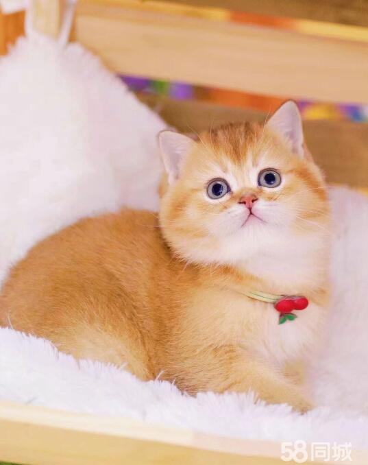 折耳猫 赛级精品金渐层英短688包健康种公可配种