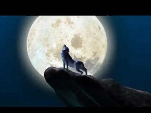 请问西伯利亚平原狼用英语怎么说?