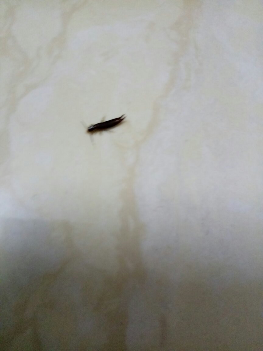 这个虫子一两毫米那样,不会飞,但是后面却有两个钩子,一碰就会弯起来