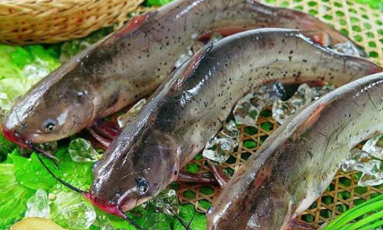 清江鱼和鲶鱼对比