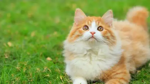 清新安静猫咪宽屏壁纸_萌萌的小小猫咪