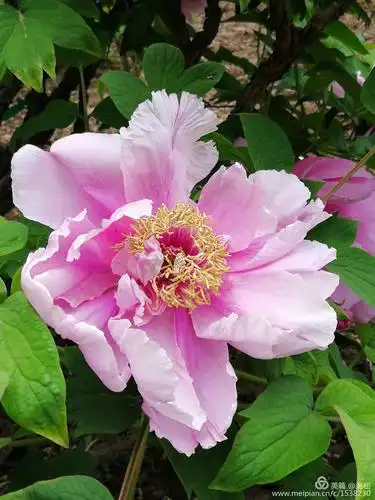 牡丹分为单瓣型,荷花型,菊花型,绣球型,等多种花型.