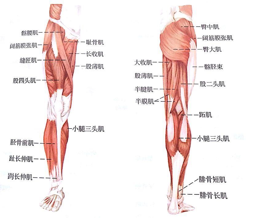 纳西亚健身系列之泡沫轴放松胫骨前肌泡沫轴放松方法