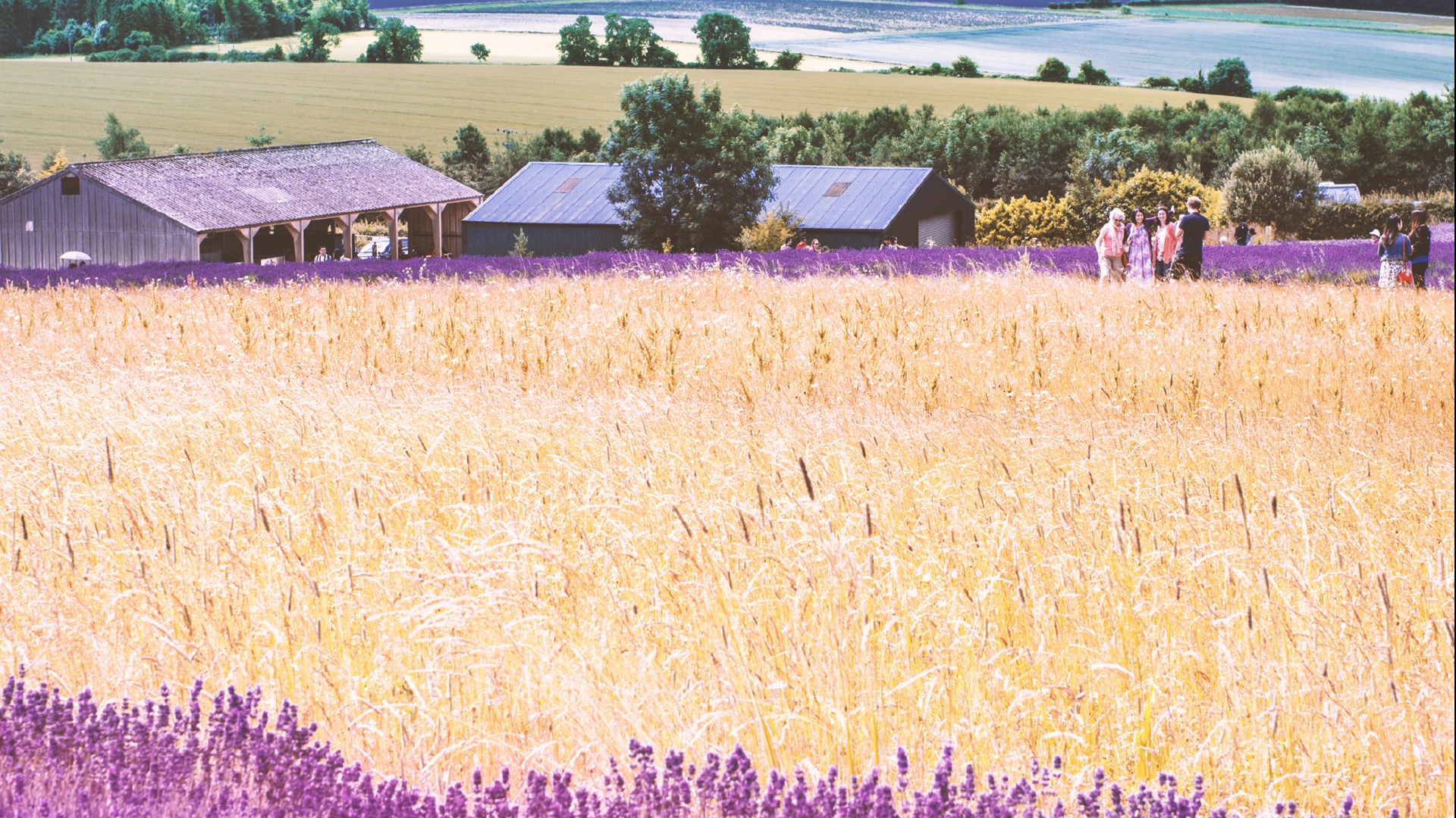 唯美的薰衣草田风景桌面壁纸高清大图预览1920x1080_风景壁纸下载_美