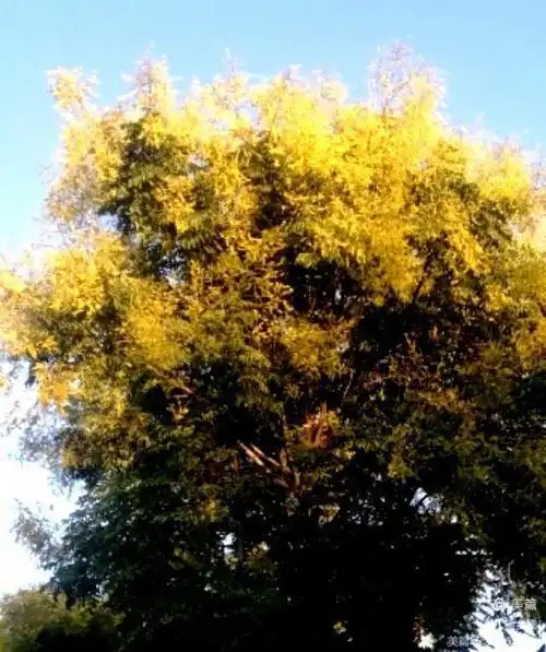 洛阳花卉一一栾树